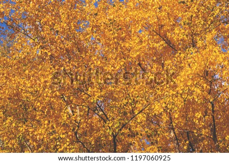 toned picture with soft contrast, trees with yellow autumn leaves