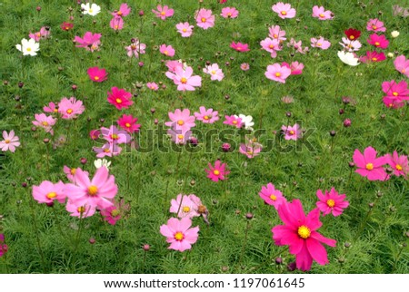The blooming cosmos, colorful and full of pictures.