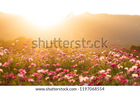 A Golden Sunshine heading its light on a fresh flower park Royalty-Free Stock Photo #1197068554