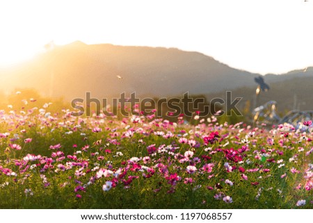 A golden sunshine on a beautiful flower garden  Royalty-Free Stock Photo #1197068557