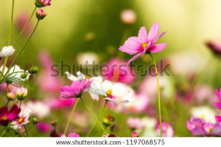 A pleasent fusion of pink and white flowers with green leaves Royalty-Free Stock Photo #1197068575