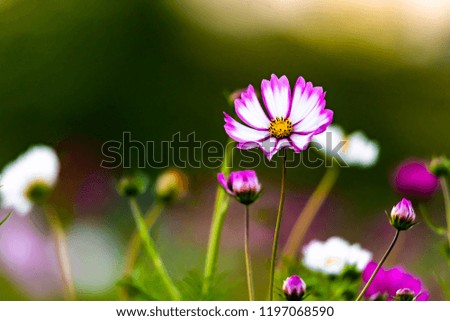 Autumn Colorful flower with nice green background Royalty-Free Stock Photo #1197068590