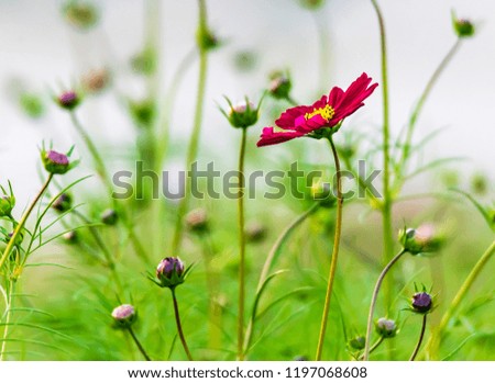 a lone flower among its green buds Royalty-Free Stock Photo #1197068608