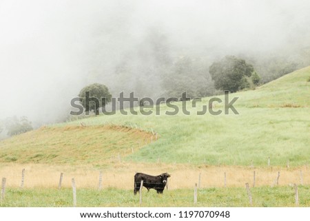 bull chewing the cud on a foggy day