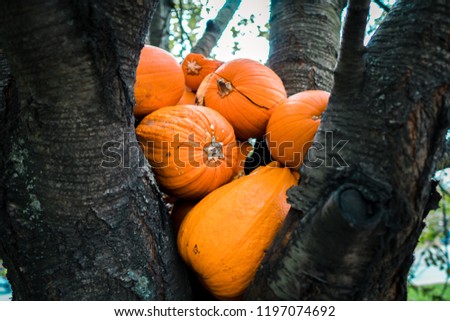 Halloween pumpkins on the tree in the garden park in the city