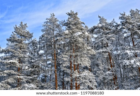 Beautiful winter landscape. Pine trees covered with snow. Morning rime in the forest. Glacial trees in sunny day with a blue sky in the background. Frozen beauty. Stunning picturesque image