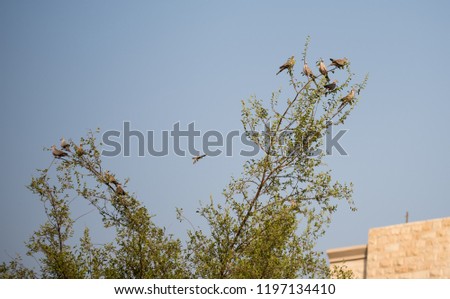 Flock of birds sitting on small branches of tree, Abu Dhabi
