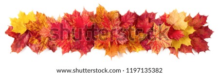 Isolated Autumn Leaves border frame stripe isolated on white design element with copy space for text