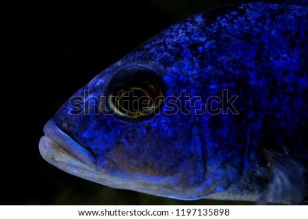 African cichlid malawi colorful fish peacock, mbuna