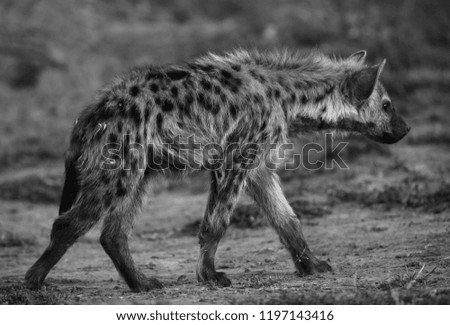 Hyena cub, Masai Mara