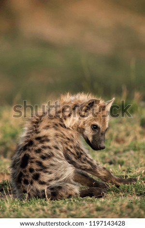 Hyena cub at Masai Mara, Kenya