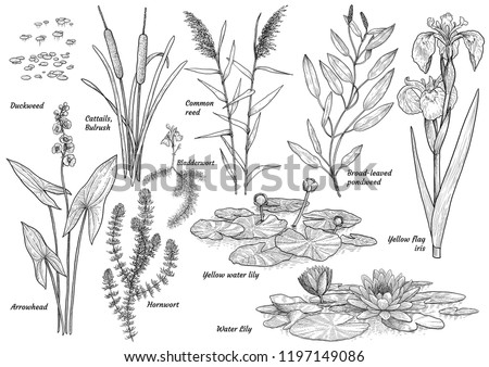 Aquatic Plant Stock Vector Images Avopix Com