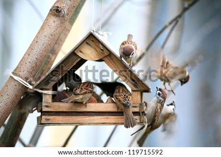 bird feeders. tree house for the birds, cheerful apartment Royalty-Free Stock Photo #119715592