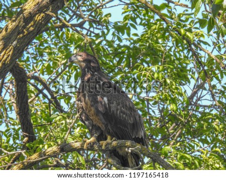 A juvenile golden eagle sits on a tree branch