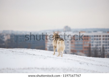 Gray Siberian Husky stands in the snow and looks at the snowy city. Thoughtful dog