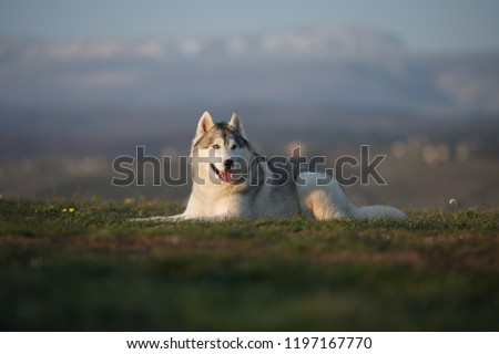 Beautiful gray Siberian Husky lies in the green grass against the backdrop of mountains