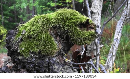 Animal Shaped Tree in Forest