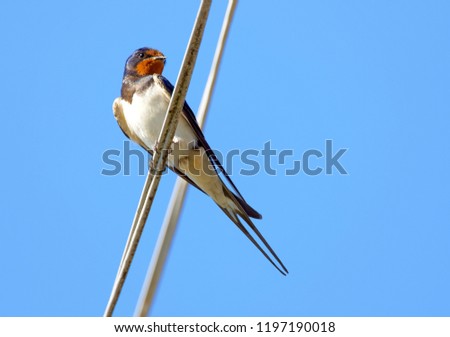 Barn Swallow bird sitting on a telephone wire, blue summer sky in background (latin: Hirundo rustica)