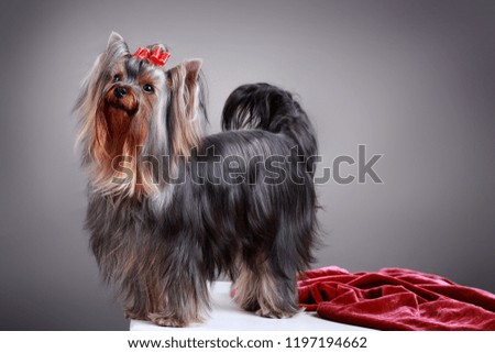 Close-up Portrait of a Yorkshire Terrier with a Pony Tail in Front of a Gray Background