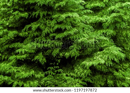Texture of bright green thuja with large branches