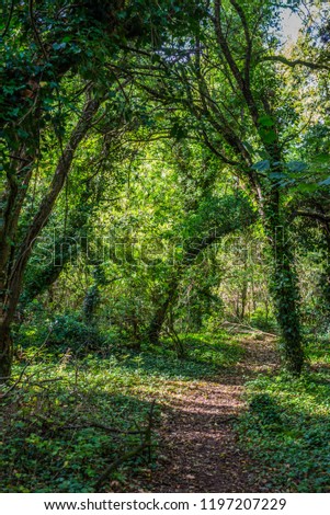 English Woodland path
