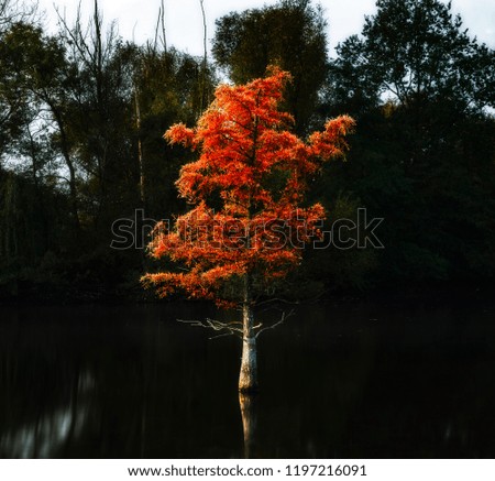 Alone tree in the lake in the forest