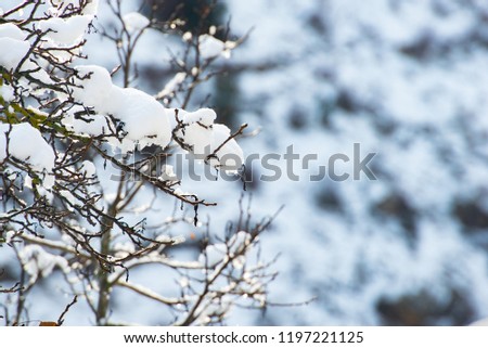Frozen flower, branch and plant covered with hoarfrost and snowflakes, winter  morning. Close up macro selective focus. Snow forest background