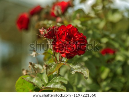 Red rose, a symbol of love. Red roses for lover, natural roses in the garden, natural background for greeting card, celebration invitation, calendar, poster
