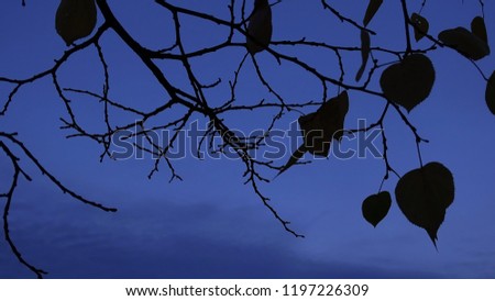 Branches without leaves against blue sky
