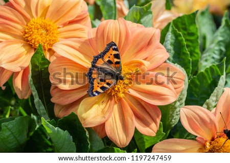 
butterfly on a pink flower on a background of green leaves