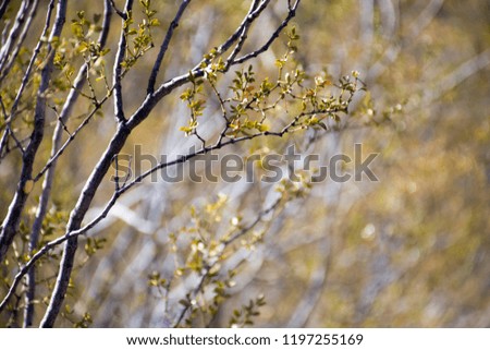 Small leafy tree branch closeup