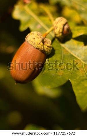 Oak acorn, oak fall leaves on a twig.