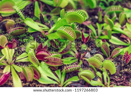 Leaves of venus flytrap. Bright carnivorous plants, exotic insect eating plants. Natural exotic background with danger concept. Very attractive plants but very dangerous at the same time. Double game.