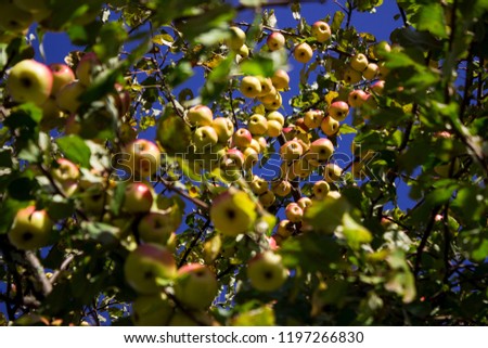 Lots of ripe green and red apples hanging on the Apple tree in the fall. Healthy fruits background
