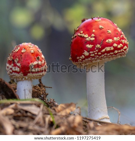 Amanita muscaria fly agaric red mushrooms with white spots in grass.
