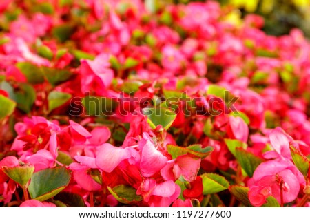 Close-up of garden bed of bright pink flowers in sunlight. Scenic flowerbed in park on a summer sunny day. Soft focus 
 picture. Blurred floral background. Botanical photography. Floristic concept.