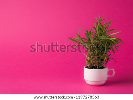 rosemary on colored backgrounds