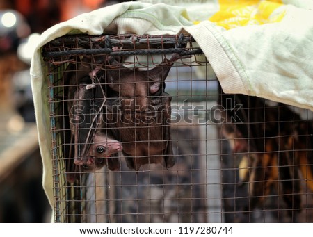 Bat in a cage (Yogyakarta bird market) Royalty-Free Stock Photo #1197280744