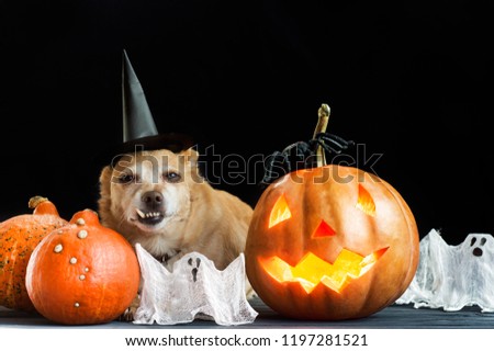 charming little dog with a witch hat surrounded by Halloween pumpkin head jack lantern, spiders and treats