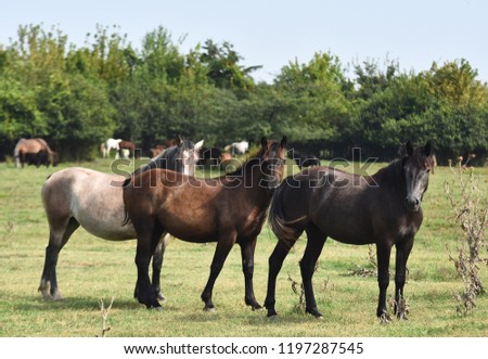 Free horses on the island Krcedinska ada on the Danube River in Serbia,Vojvodina
