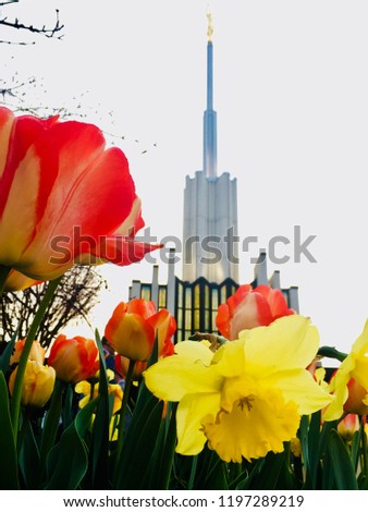 Tulips and Daffodils at Atlanta Temple, Church of Jesus Christ of Latter-Day Saints