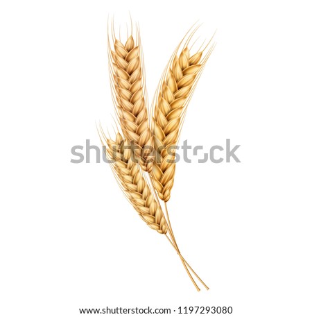 Vector wheat ears spikelets with grains. Realistic oat bunch, yellow sereals for backery, flour production design. Whole stalks, organic vegetarian food packaging element. Isolated illustration Royalty-Free Stock Photo #1197293080