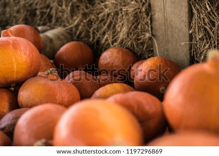Beautiful orange harvest pumpkins on hay at pumpkin farm