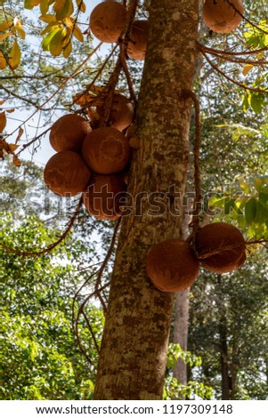 Coconuts on a tree 