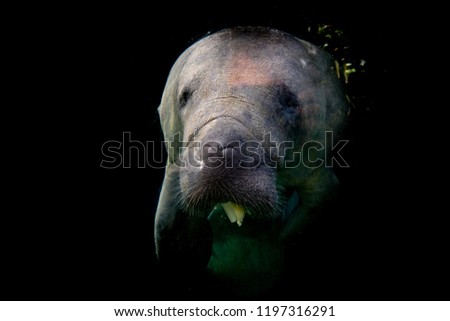 manatee isolated on black looking at you