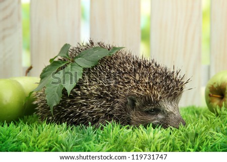 Hedgehog with leaf and apples, on grass,  on fence background