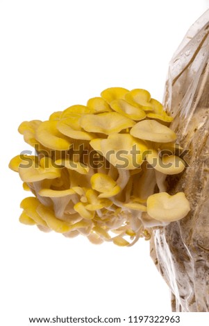 Oyster mushrooms - Pleurotus cornucopiae growing on a sack with straw 
