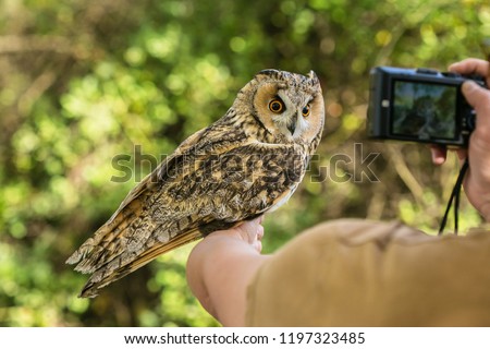 Portrait of long eared owl, Asio otus, beige, black and white owl with bright orange eyes, being held by an ornthologist who is taking picture of him with compact camera, blurry green background