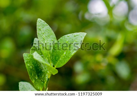 Green leaves of lime.  Lime is an important spice of Thai food and it is herbal medicines.
Scientific name: Citrus aurantifolia (Christm.) Swingle.
Common Name: Lime.
Family: Rutaceae.