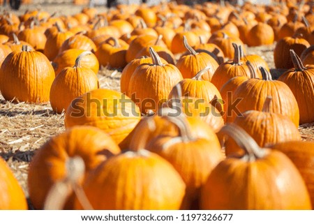 Pumpkins in a pumpkin patch. Background picture for Halloween and Thanksgiving.